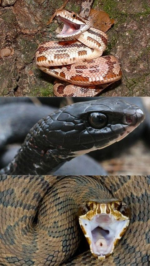 Ketiga ular ini dianggap memiliki serangan tercepat dari semua ular: