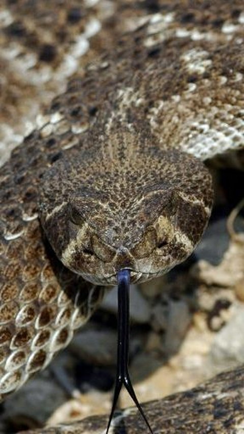 Kecepatan ular dibagi menjadi dua, yakni ular tercepat bergerak di tanah dan ular tercepat serangan. Berikut ulasannya dikutip dari safarisafricana.com: