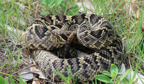 Ditemukan di AS Selatan dan Meksiko, ular derik berlian dianggap lebih agresif daripada spesies ular berbisa lainnya karena mereka akan  bertarung sebagai pilihan pertama alih-alih mencoba melarikan diri.