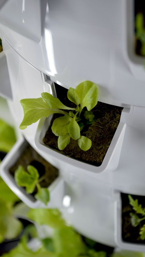 Cara Menanam Sayuran Hidroponik di Rumah, Mudah untuk Pemula