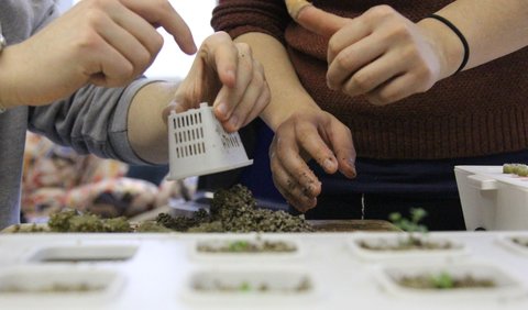 Cara Menanam Sayuran Hidroponik di Rumah, Mudah untuk Pemula