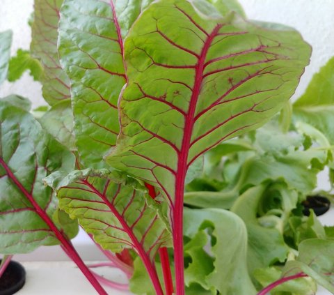 Cara Menanam Sayuran Hidroponik di Rumah, Mudah untuk Pemula