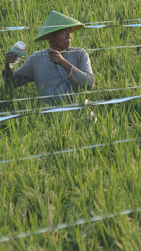 FOTO: Melihat Cara Jitu Petani Rorotan Menghalau Serangan Hama Burung Pemakan Padi