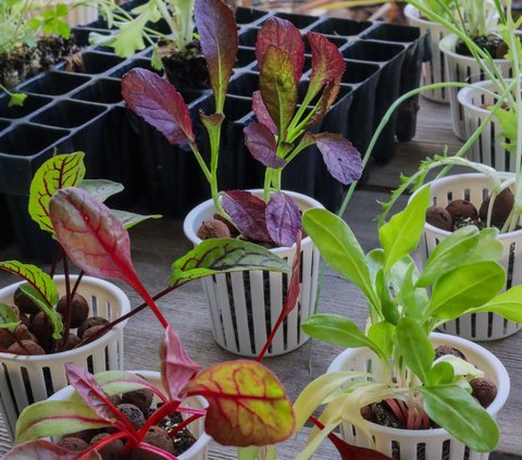 Cara Menanam Sayuran Hidroponik di Rumah, Mudah untuk Pemula