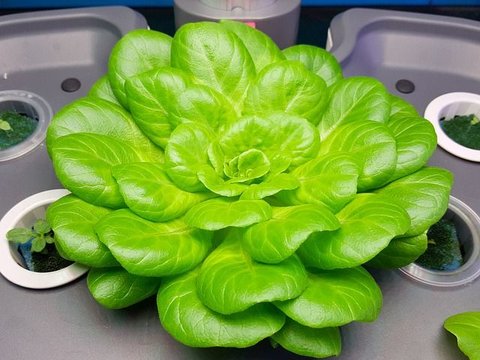 Cara Membuat Nutrisi Hidroponik Mudah, Perhatikan Komposisi Bahannya