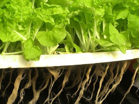 Cara Membuat Nutrisi Hidroponik Mudah, Perhatikan Komposisi Bahannya