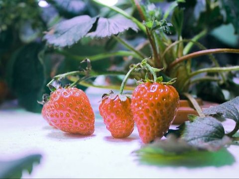 Cara Membuat Nutrisi Hidroponik Mudah, Perhatikan Komposisi Bahannya
