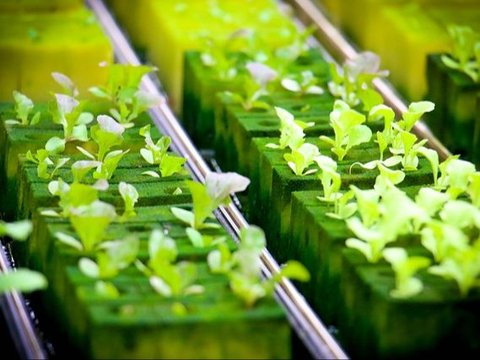 Cara Membuat Nutrisi Hidroponik Mudah, Perhatikan Komposisi Bahannya