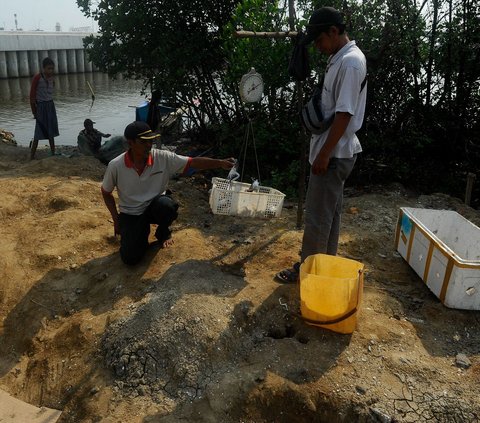 Nelayan menimbang hasil menangkap rajungan 4-5 kilogram seusai melaut di kampung nelayan Dadap, Tangerang, Selasa (08/08/2023).