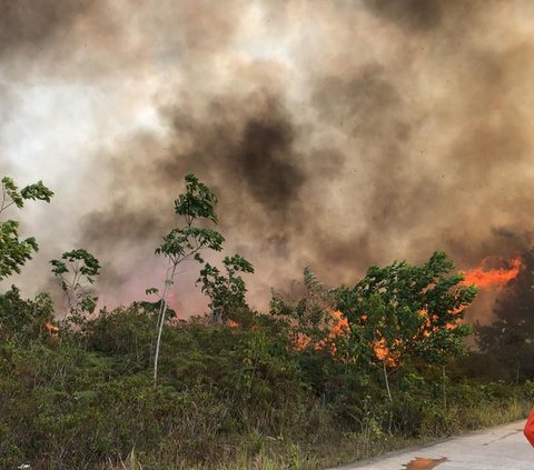 Rambah Hutan di Rohil, Operator Alat Berat Ditangkap sedangkan Pengusaha Masih Bebas