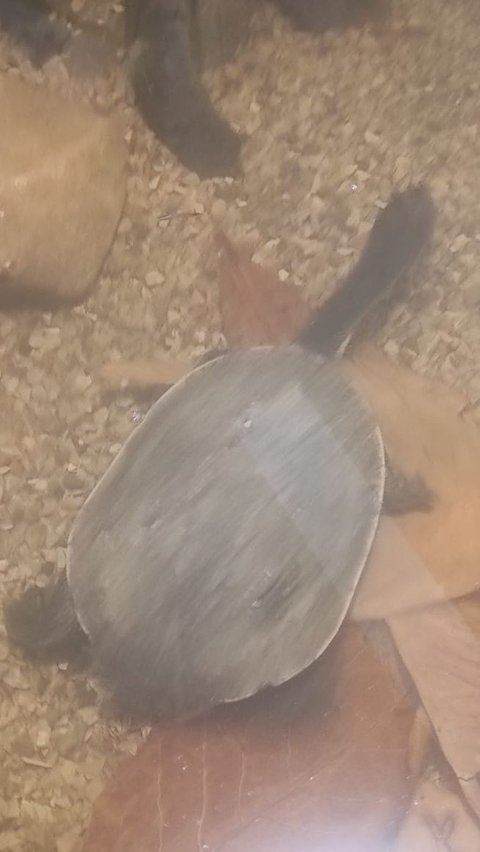 Mengenal Lebih Dekat Kura-Kura Leher Ular, Tak Banyak Orang yang Tahu