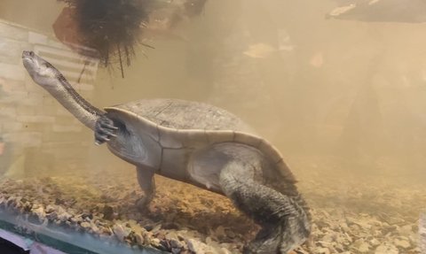 Mengenal Lebih Dekat Kura-Kura Leher Ular, Tak Banyak Orang yang Tahu