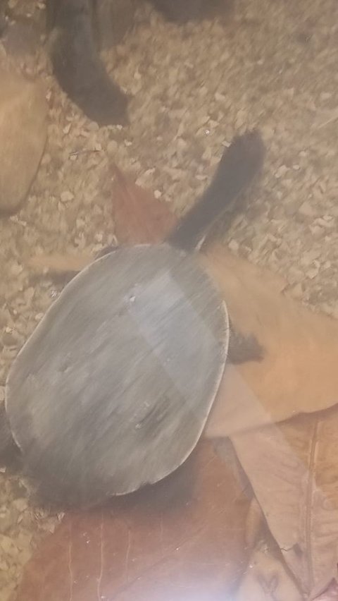 Mengenal Lebih Dekat Kura-Kura Leher Ular, Tak Banyak Orang yang Tahu