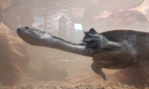 Mengenal Lebih Dekat Kura-Kura Leher Ular, Tak Banyak Orang yang Tahu