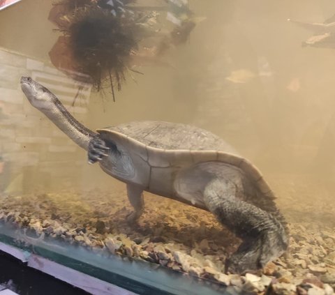 Mengenal Lebih Dekat Kura-Kura Leher Ular, Tak Banyak Orang yang Tahu