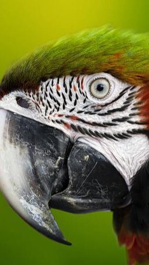 Pernahkah Terpikir Mengapa Burung Tidak Bergigi? Begini Penjelasan Peneliti