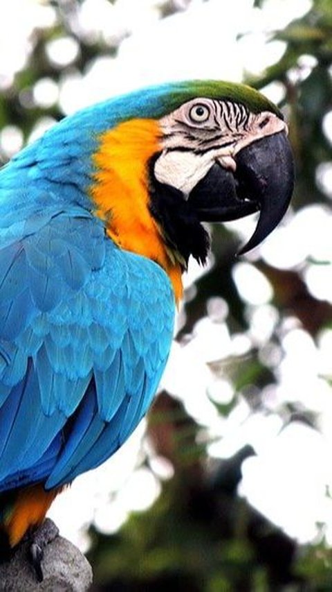 Pernahkah Terpikir Mengapa Burung Tidak Bergigi? Begini Penjelasan Peneliti