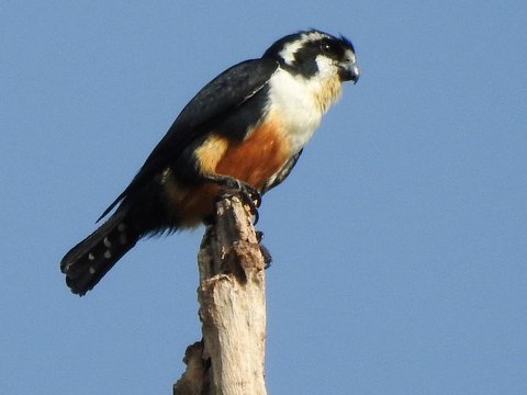 Pernahkah Terpikir Mengapa Burung Tidak Bergigi? Begini Penjelasan Peneliti