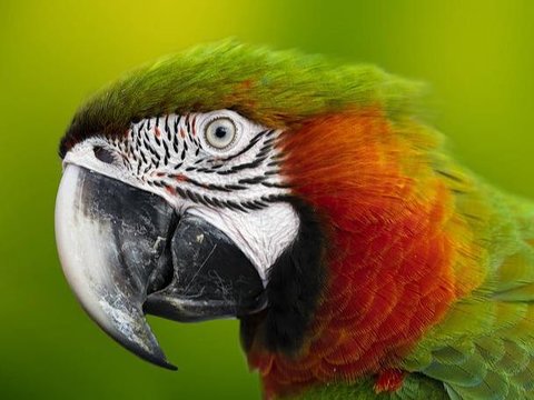 Pernahkah Terpikir Mengapa Burung Tidak Bergigi? Begini Penjelasan Peneliti