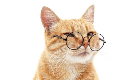 25 Kata-kata Mutiara tentang Kucing dari Para Tokoh, Inspiratif dan Penuh Makna