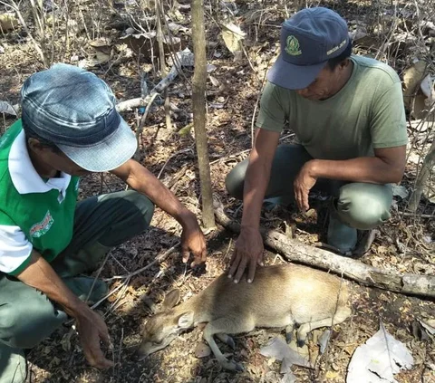 Mengunjungi Cagar Alam Pulau Saobi, Suaka Alam Tersembunyi di Sumenep