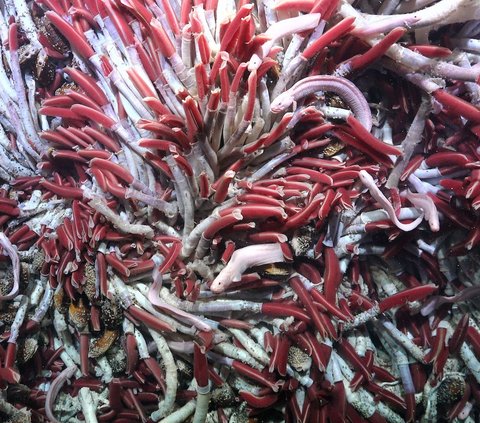 Pertama Kalinya Ilmuwan Berhasil Melihat Kehidupan di Laut Dalam, Begini Penampakannya