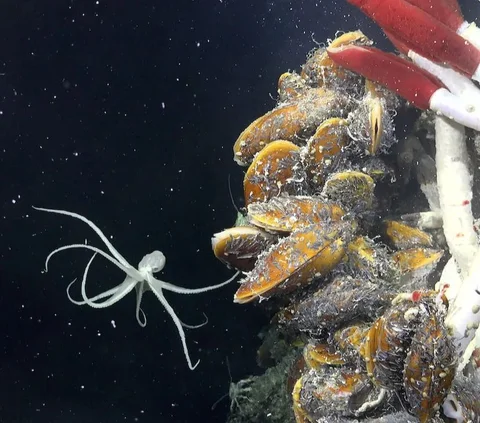 Pertama Kalinya Ilmuwan Berhasil Melihat Kehidupan di Laut Dalam, Begini Penampakannya