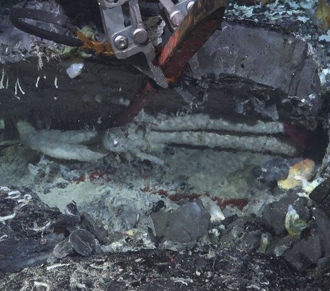 Pertama Kalinya Ilmuwan Berhasil Melihat Kehidupan di Laut Dalam, Begini Penampakannya