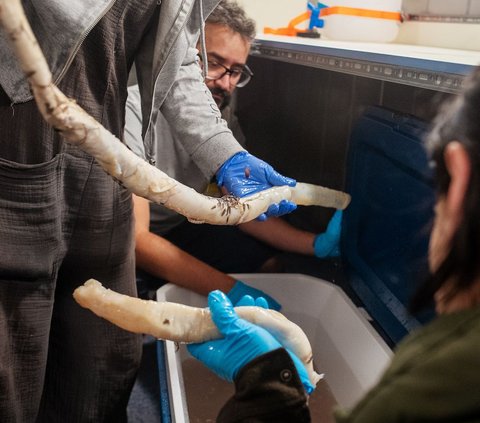 Pertama Kalinya Ilmuwan Berhasil Melihat Kehidupan di Laut Dalam, Begini Penampakannya