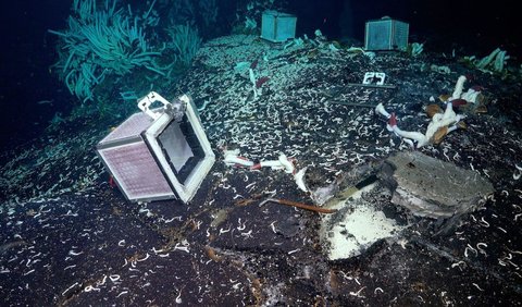 Para ilmuwan melihat makhluk seperti cacing tabung ‘Bepergian di bawah dasar laut melalui cairan ventilasi untuk menjajah habitat baru.