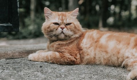 Memperingati Hari Kucing Sedunia, Hal Ini yang Membuat Kucing Bahagia