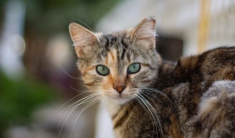 Memperingati Hari Kucing Sedunia, Hal Ini yang Membuat Kucing Bahagia