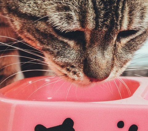 Memperingati Hari Kucing Sedunia, Hal Ini yang Membuat Kucing Bahagia