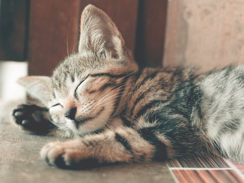Memperingati Hari Kucing Sedunia, Hal Ini yang Membuat Kucing Bahagia