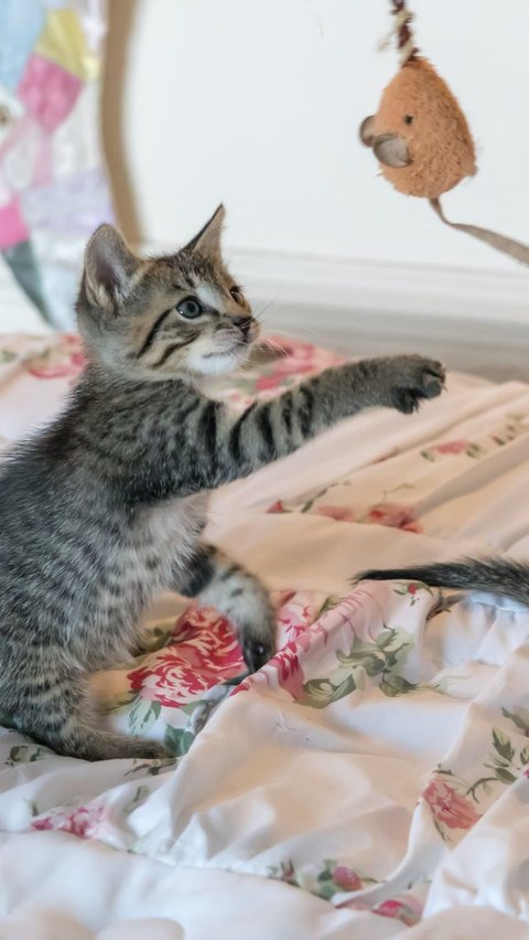 Memperingati Hari Kucing Sedunia, Hal Ini yang Membuat Kucing Bahagia