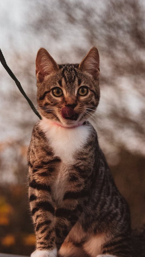 Memperingati Hari Kucing Sedunia, Hal Ini yang Membuat Kucing Bahagia