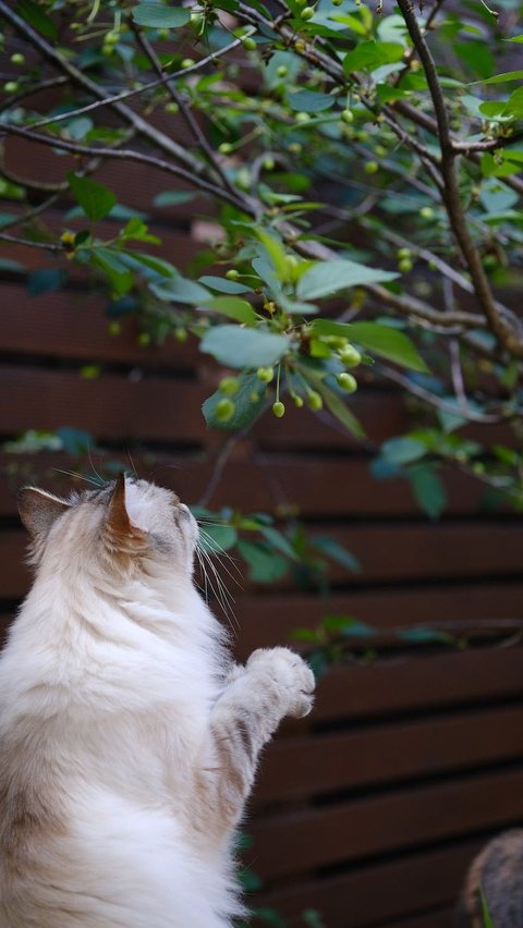 Memperingati Hari Kucing Sedunia, Hal Ini yang Membuat Kucing Bahagia