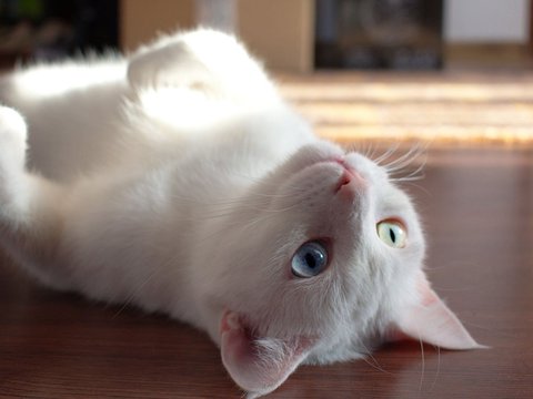 Memperingati Hari Kucing Sedunia, Hal Ini yang Membuat Kucing Bahagia