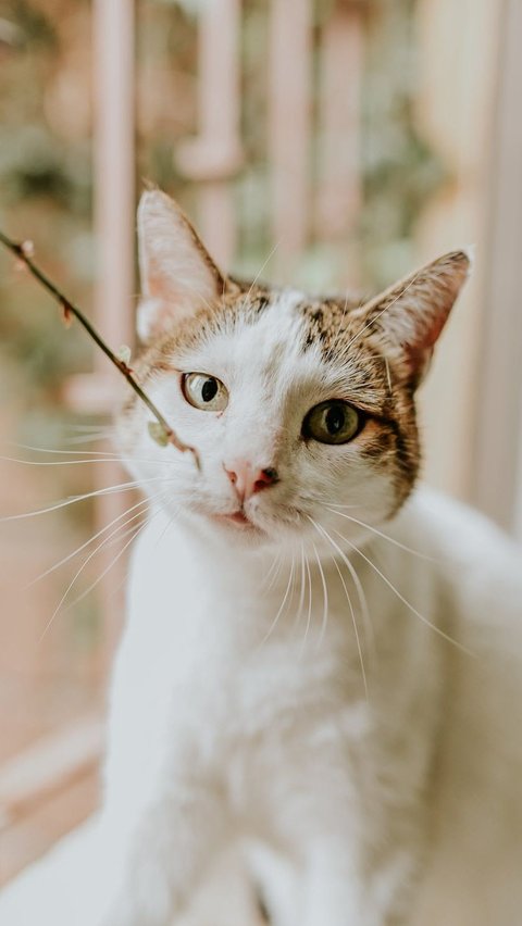 Memperingati Hari Kucing Sedunia, Hal Ini yang Membuat Kucing Bahagia