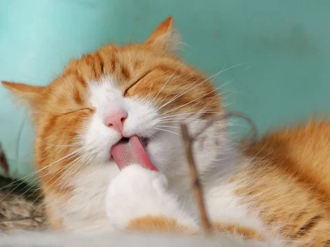 Memperingati Hari Kucing Sedunia, Hal Ini yang Membuat Kucing Bahagia