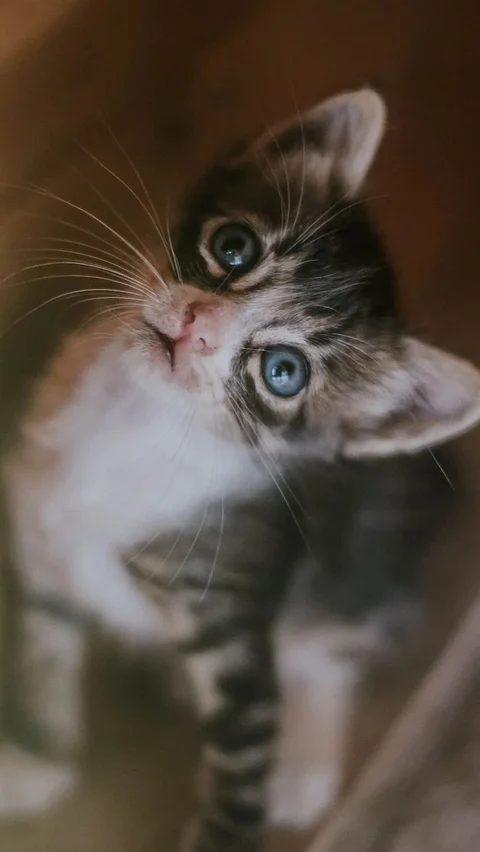Memperingati Hari Kucing Sedunia, Hal Ini yang Membuat Kucing Bahagia