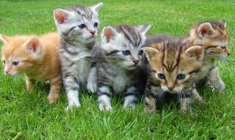 Memperingati Hari Kucing Sedunia, Hal Ini yang Membuat Kucing Bahagia