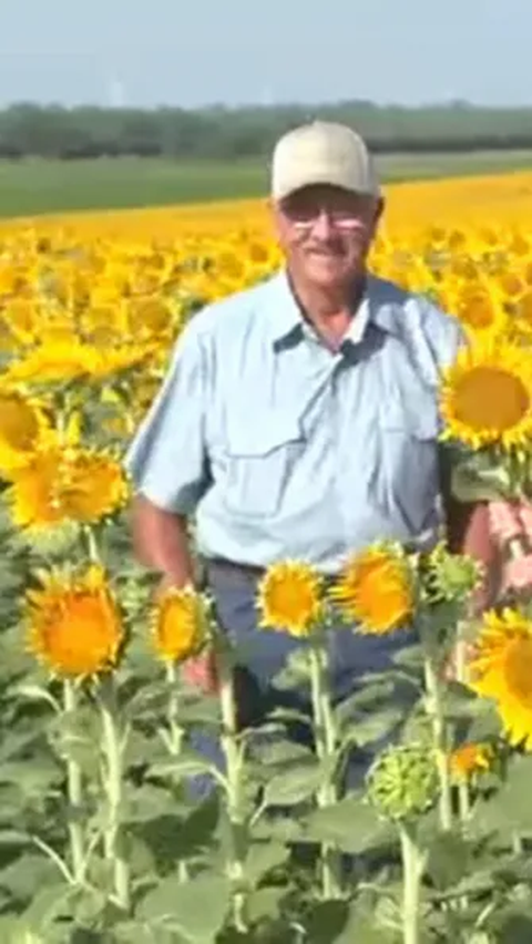 A Farmer Plants 1.2 Million Sunflowers to Celebrate 50th Wedding ...