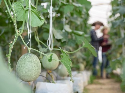 Mengunjungi Kebun Melon Organik di Bojonegoro, Gratis Makan Buah Sepuasnya