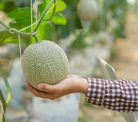 Ada banyak kebun buah di Kabupaten Bojonegoro, Jawa Timur, yang menarik dikunjungi. Kebun-kebun ini menghadirkan pengalaman seru karena wisatawan bisa memetik buah secara langsung dan mencicipinya.