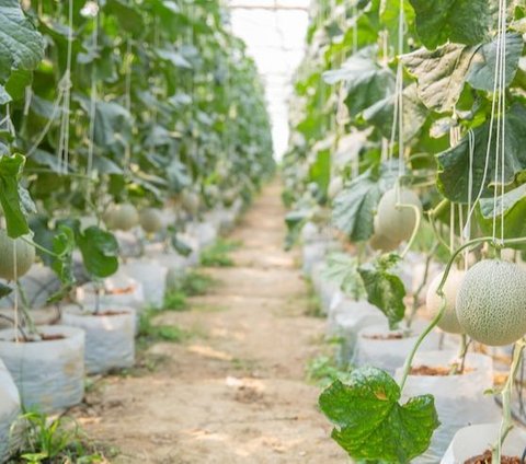 Mengunjungi Kebun Melon Organik di Bojonegoro, Gratis Makan Buah Sepuasnya