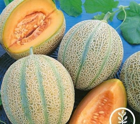 Mengunjungi Kebun Melon Organik di Bojonegoro, Gratis Makan Buah Sepuasnya