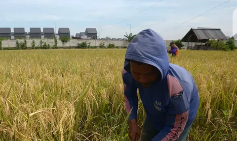 Petani Bisa Lapor ke Nomor Ini Jika Temukan Harga Pupuk Subsidi Lebih Mahal dari HET