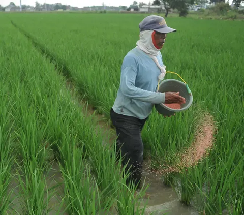 Petani Bisa Lapor ke Nomor Ini Jika Temukan Harga Pupuk Subsidi Lebih Mahal dari HET