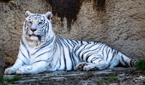 6 Fun Facts About White Tigers That You Never Know | trstdly: trusted ...